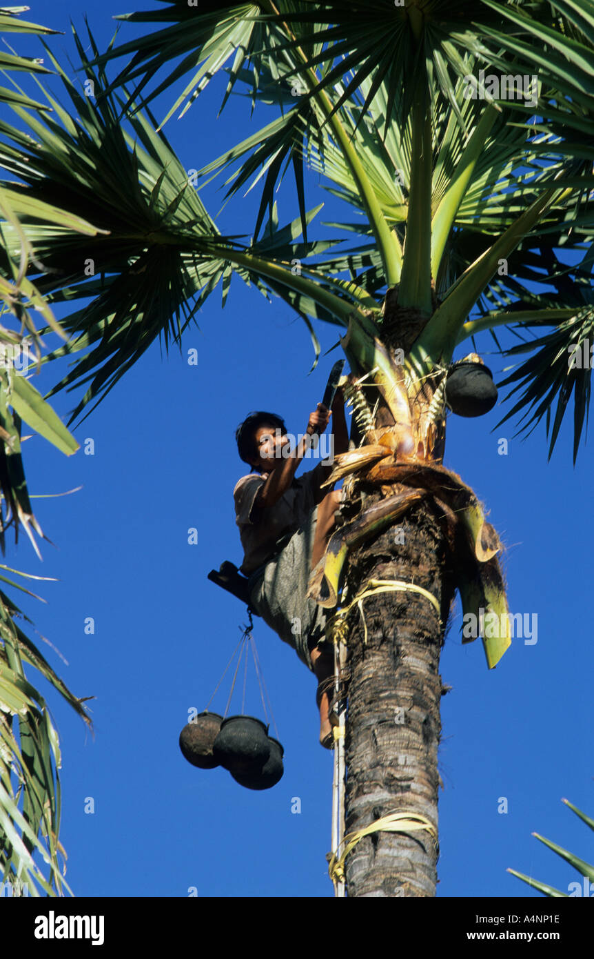 La raccolta di palma Toddy vino in Myanmar. Coda di pesce il vino Palm. Caryota Urens L Arecaceae Palmyra. Foto Stock