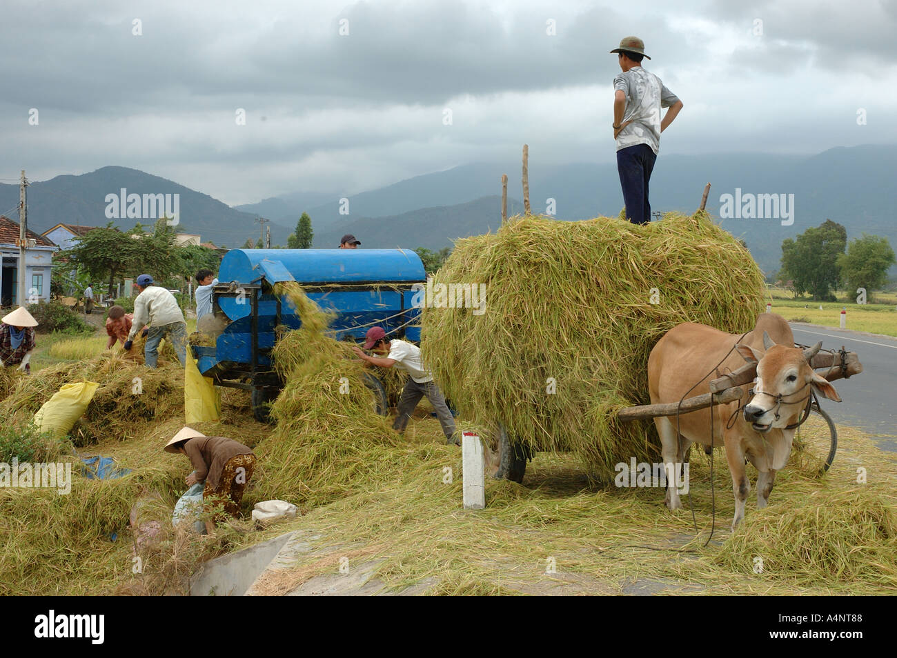 Trebbiatura del riso vicino a Hoi An Vietnam del Sud Est asiatico il vietnamita orient oriental Foto Stock