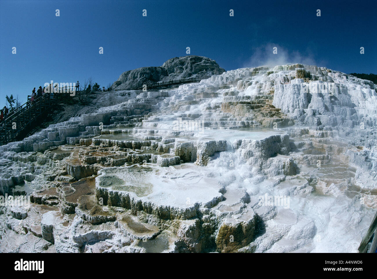 Il travertino depositi di calcite Minerva Terrazza Mammoth Hot Springs e terrazze Parco Nazionale di Yellowstone Patrimonio Mondiale UNESCO Foto Stock