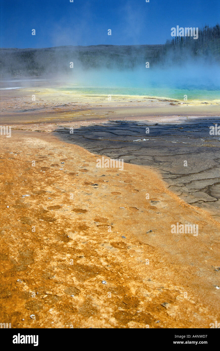 Geyserite terrazze colorate da tappeti algali Grand Prismatic Spring Midway Geyser Basin Parco Nazionale di Yellowstone UNESCO World Foto Stock