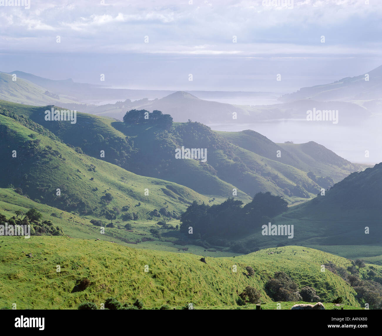 Paesaggio di colline vulcaniche guardando verso Taiaroa Head Albatross vicino a Dunedin Penisola di Otago Otago Isola del Sud della Nuova Zelanda Foto Stock