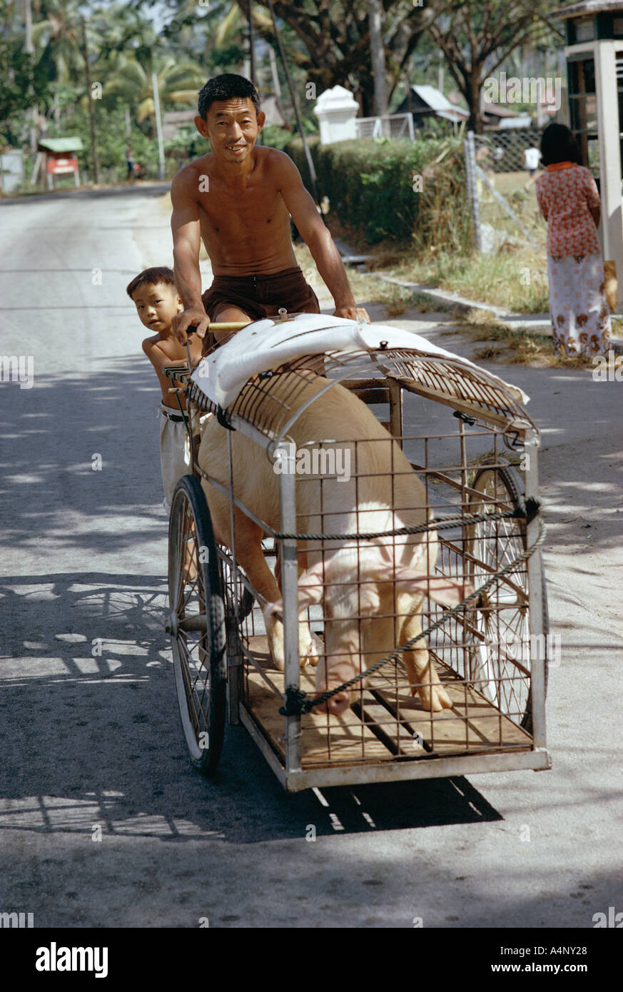 Uomo di trasportare il suo pig su un triciclo Isola Langkawi Malaysia Asia del sud-est asiatico Foto Stock