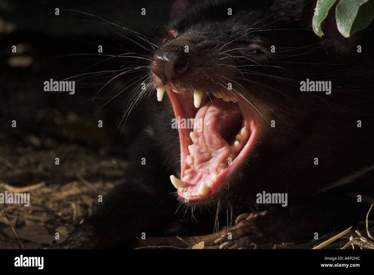 Diavolo della Tasmania sarcophilus laniarius harrisi Foto Stock