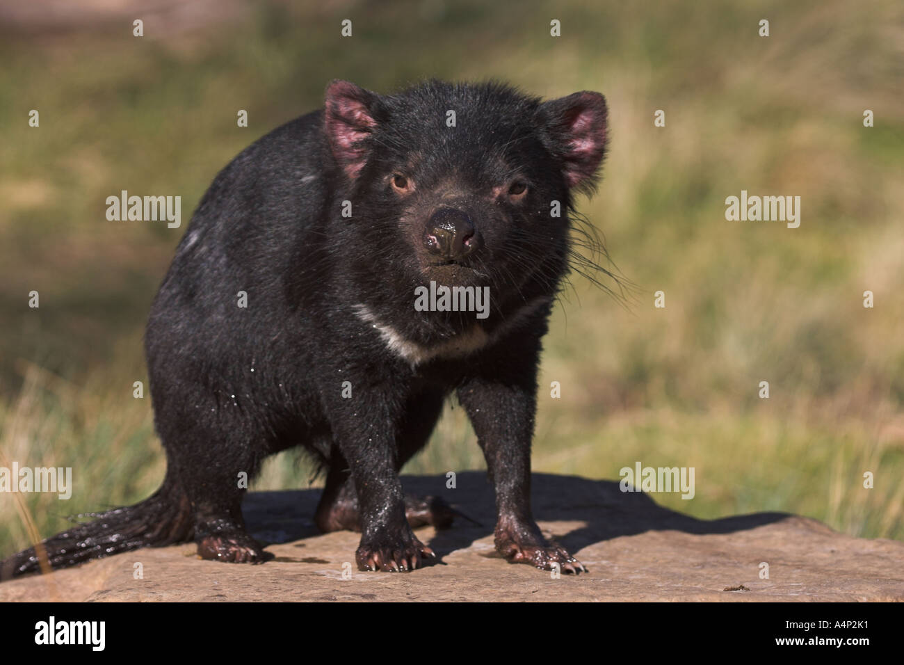 Diavolo della Tasmania sarcophilus laniarius harrisi Foto Stock