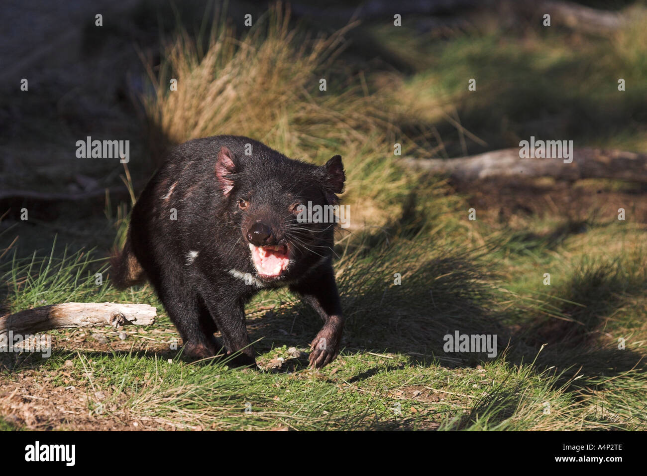 Diavolo della Tasmania sarcophilus laniarius harrisi Foto Stock