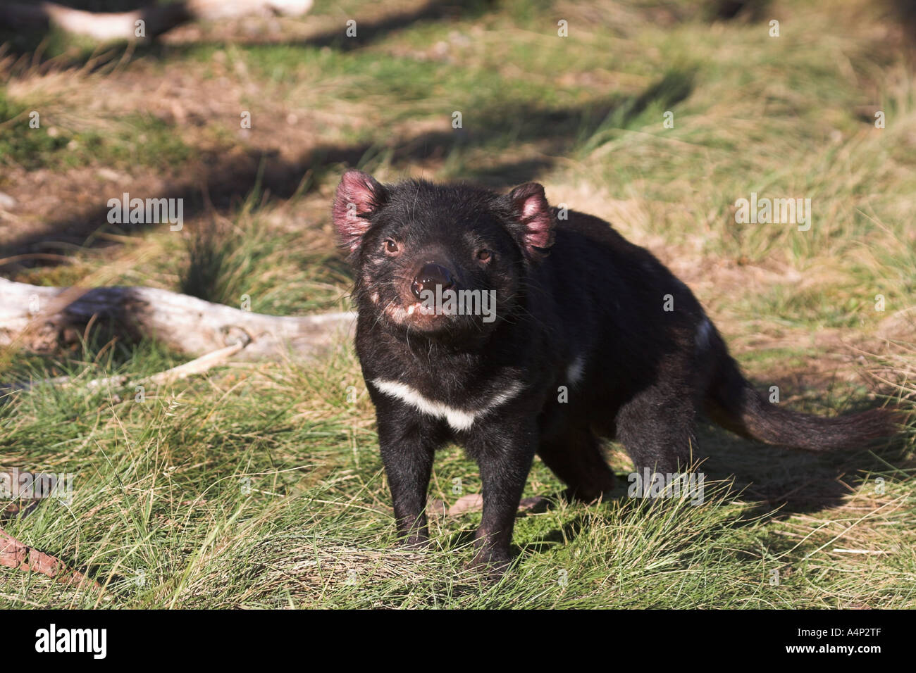 Diavolo della Tasmania sarcophilus laniarius harrisi Foto Stock