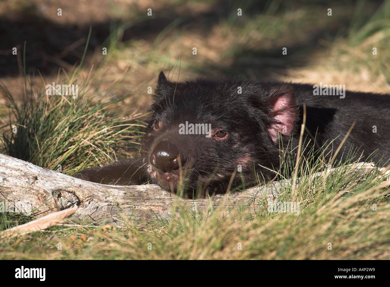 Diavolo della Tasmania sarcophilus laniarius harrisi Foto Stock