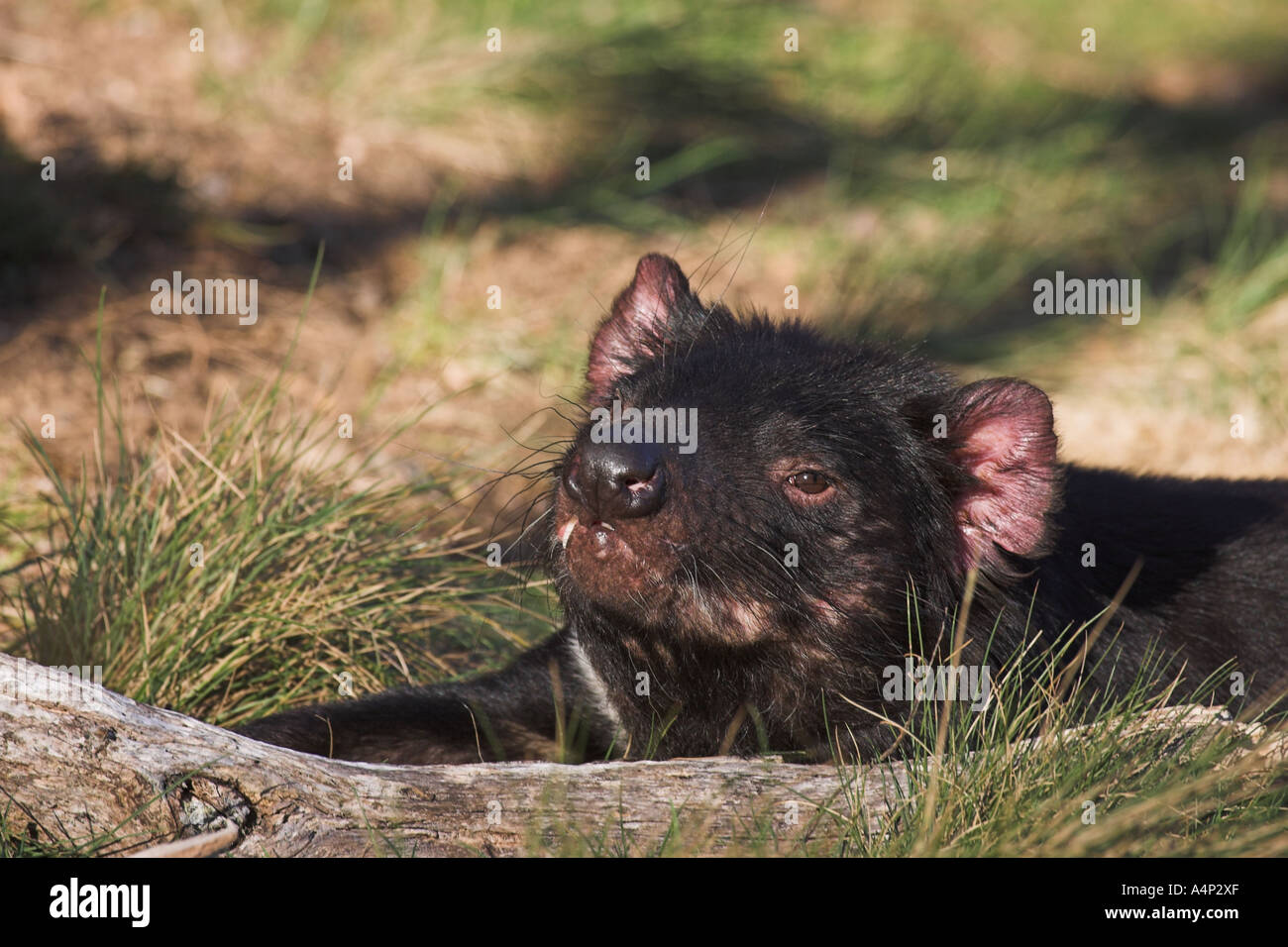 Diavolo della Tasmania sarcophilus laniarius harrisi Foto Stock