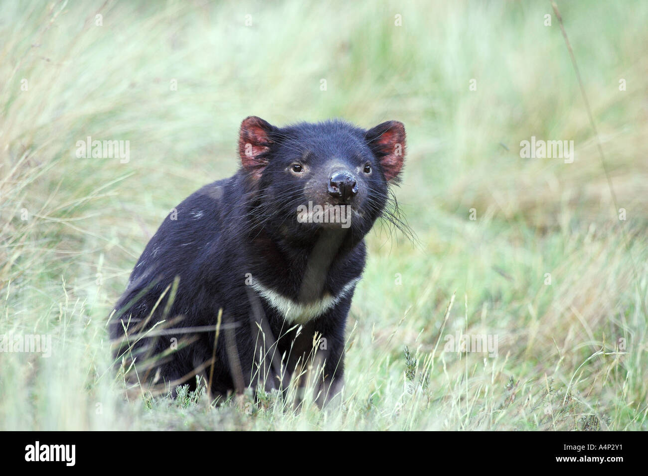 Diavolo della Tasmania sarcophilus laniarius harrisi Foto Stock