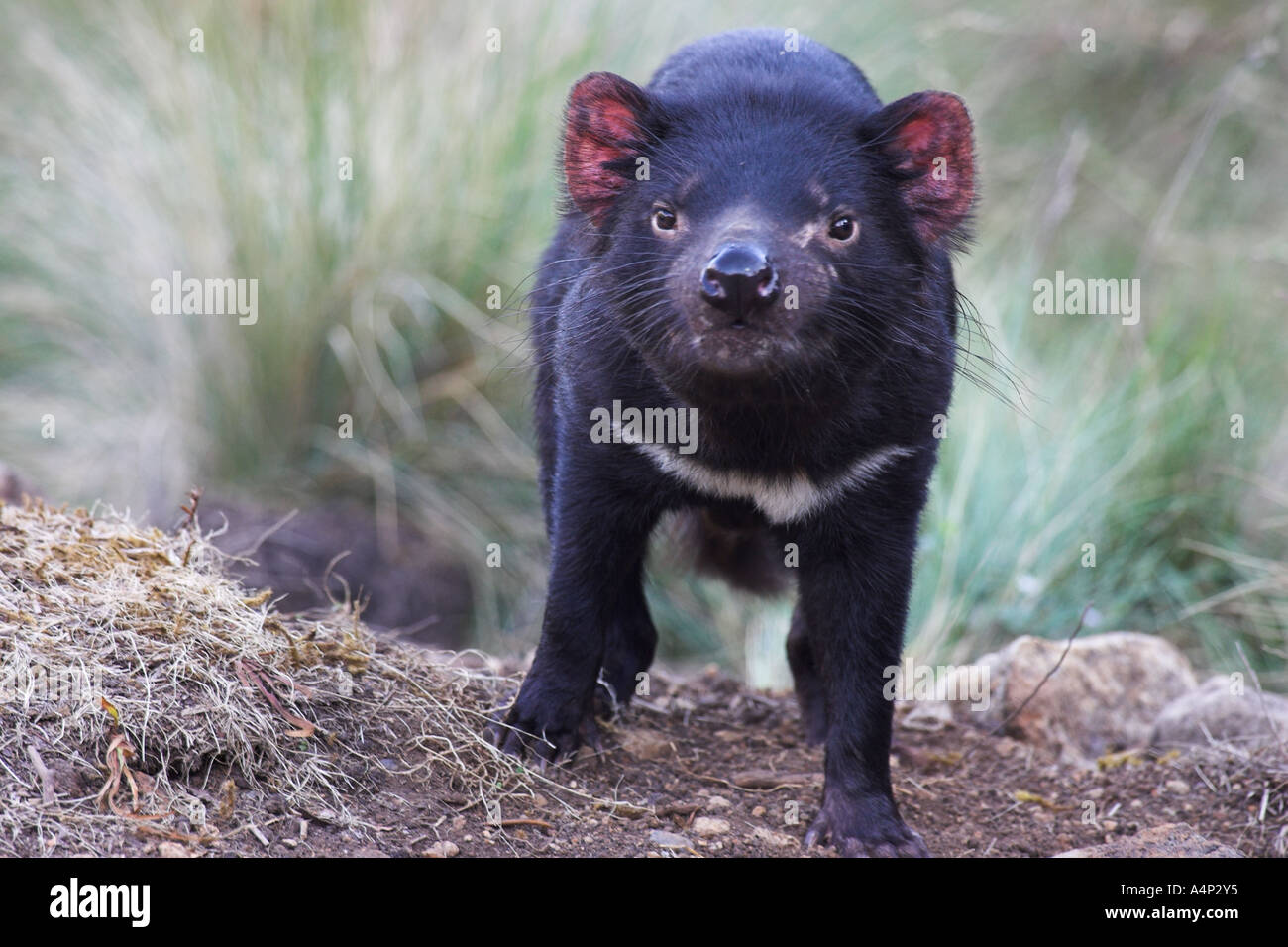 Diavolo della Tasmania sarcophilus laniarius harrisi Foto Stock