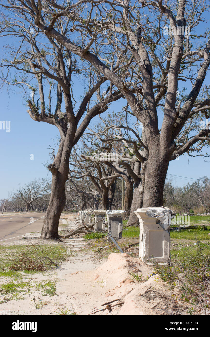 Gli alberi di quercia vivi dall'altra parte dell'autostrada 90 dalla spiaggia perdono il fogliame ma resistono alla forza dell'uragano Katrina a Long Beach, Mississippi Foto Stock