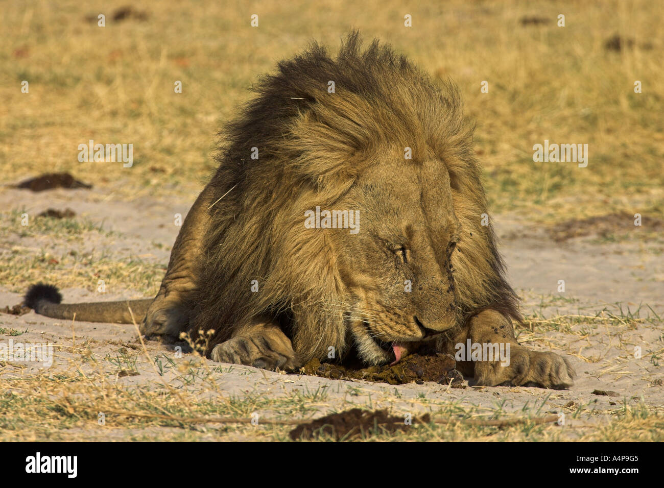 African Lion Panthera leo leccare scat Foto Stock