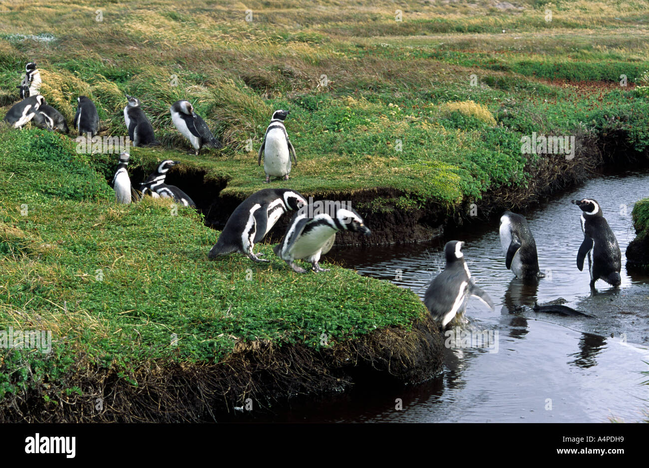 La colonia di pinguini Seno Otway Punta Arenas Patagonia cile america del sud Foto Stock