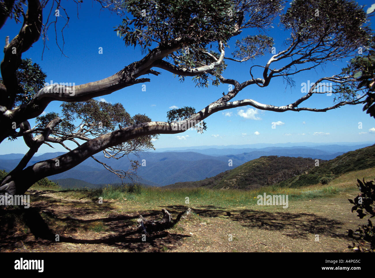 Vista del paesaggio delle montagne del paese alto dal rasoio indietro attraverso la neve gum tree Alpine Parco Nazionale Alta Paese Victoria Foto Stock