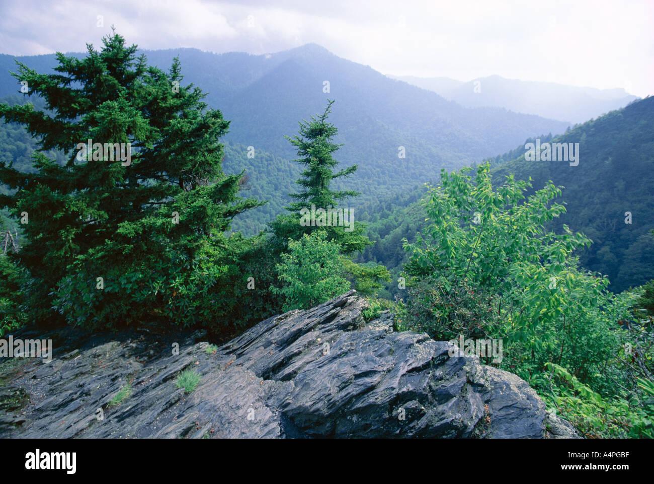 Vista dalla grotta di allume Bluffs trail nel Parco Nazionale di Great Smoky Mountains del Patrimonio Mondiale UNESCO Tennessee negli Stati Uniti Foto Stock