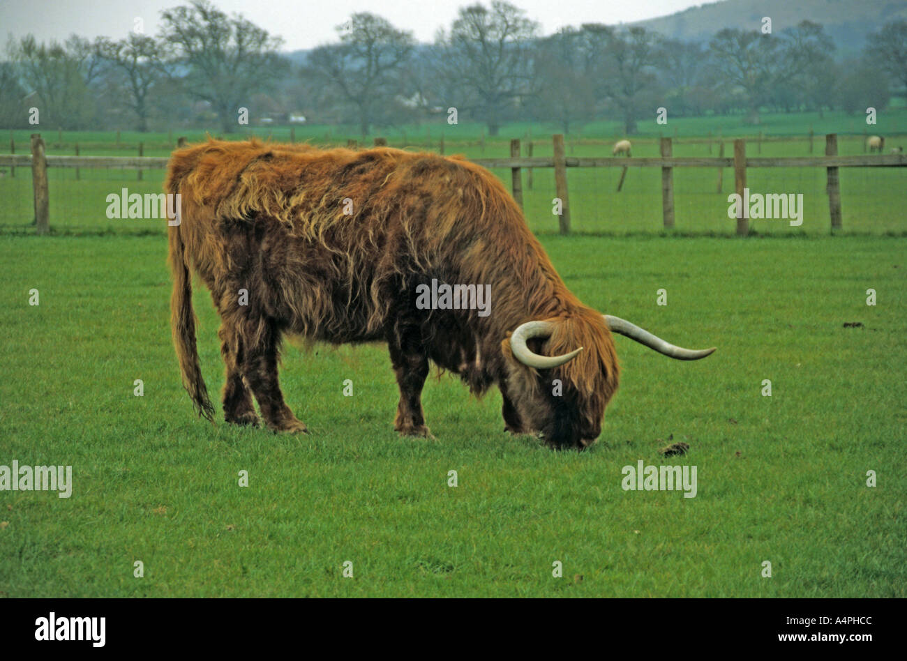 Highland mucca pascolare sui prati Foto Stock