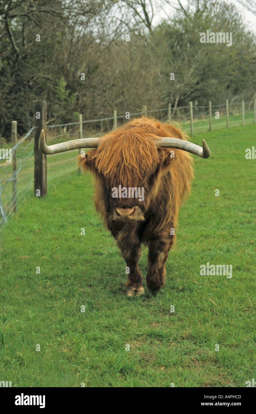 Highland mucca pascolare sui prati Foto Stock