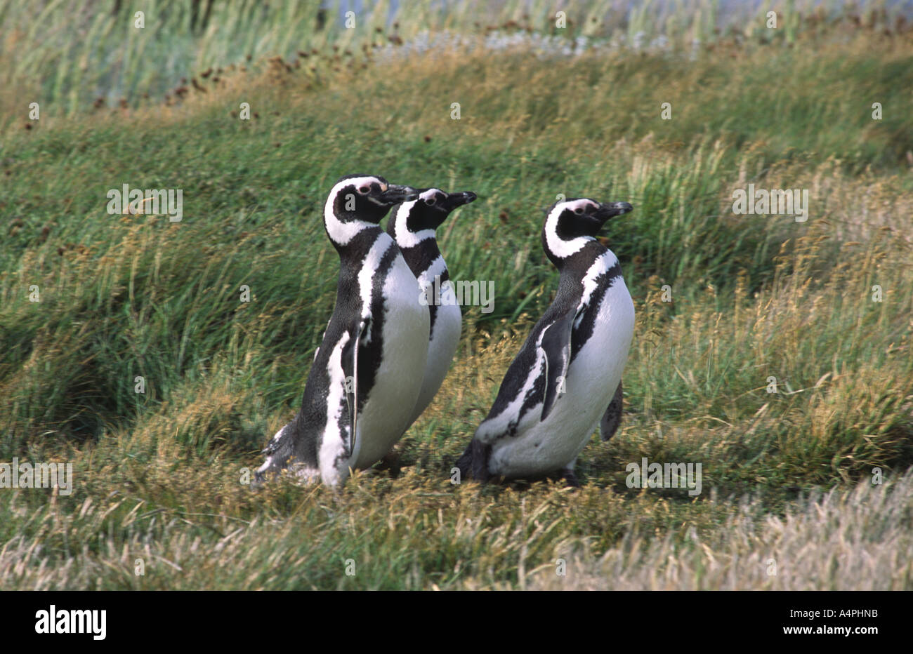 La colonia di pinguini Seno Otway Punta Arenas Patagonia cile america del sud Foto Stock