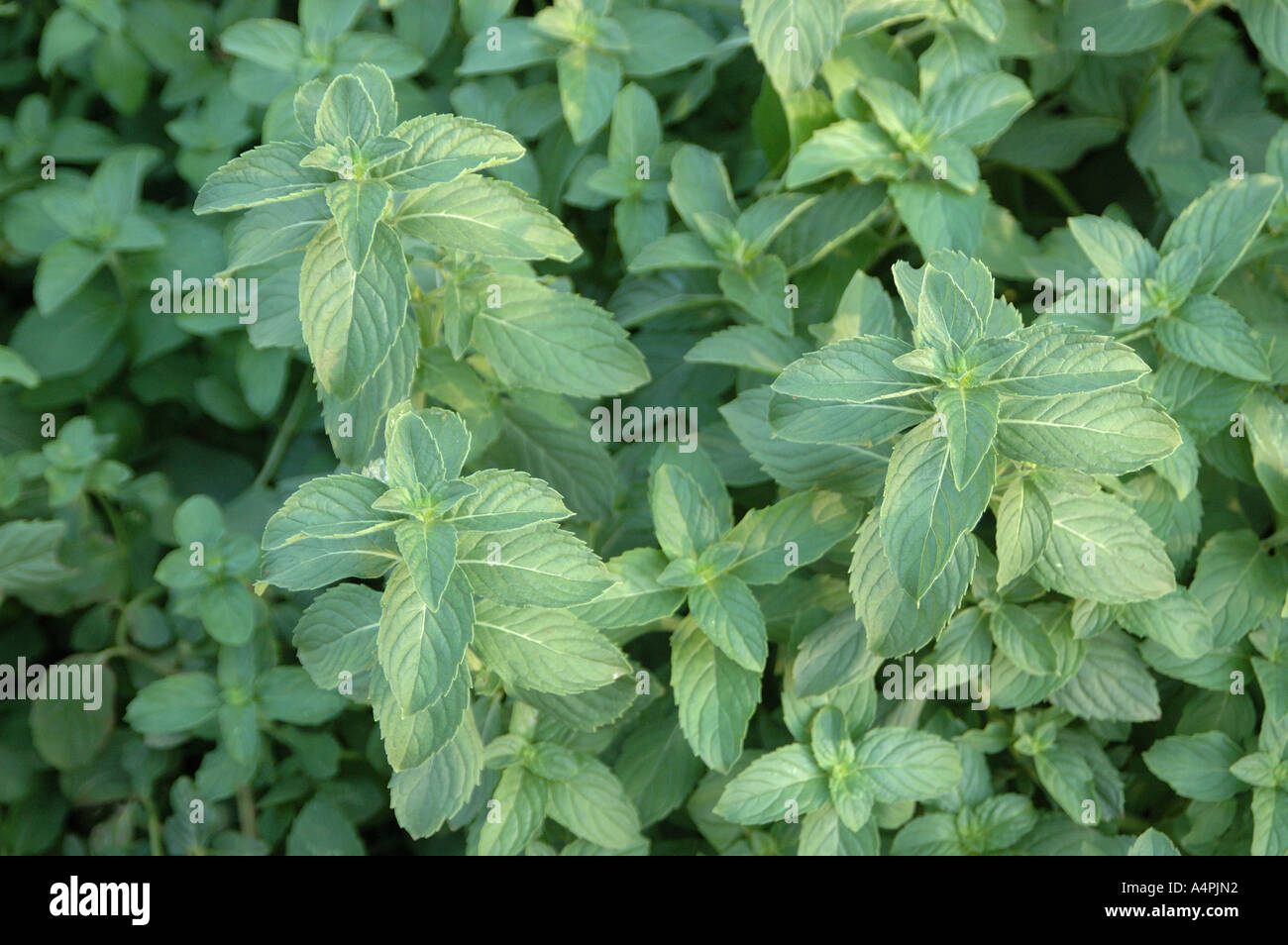 ANG77764 pianta medicinale erba menta giapponese Mentha arvense  Lippenblütler verde la coltivazione di piante aroma profumo di prova Foto  stock - Alamy