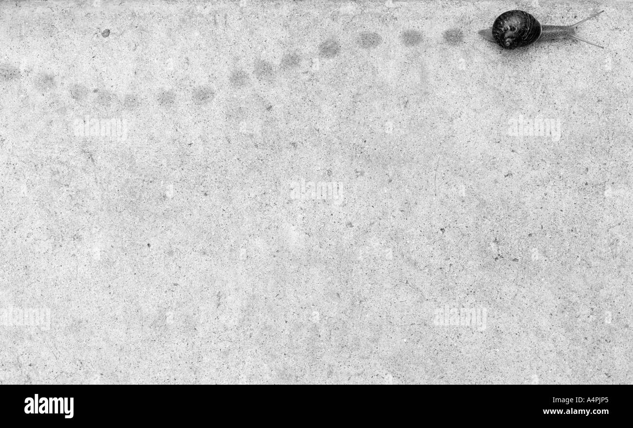 Lumaca lasciando pista bagnata sul calcestruzzo, visti da sopra Foto Stock