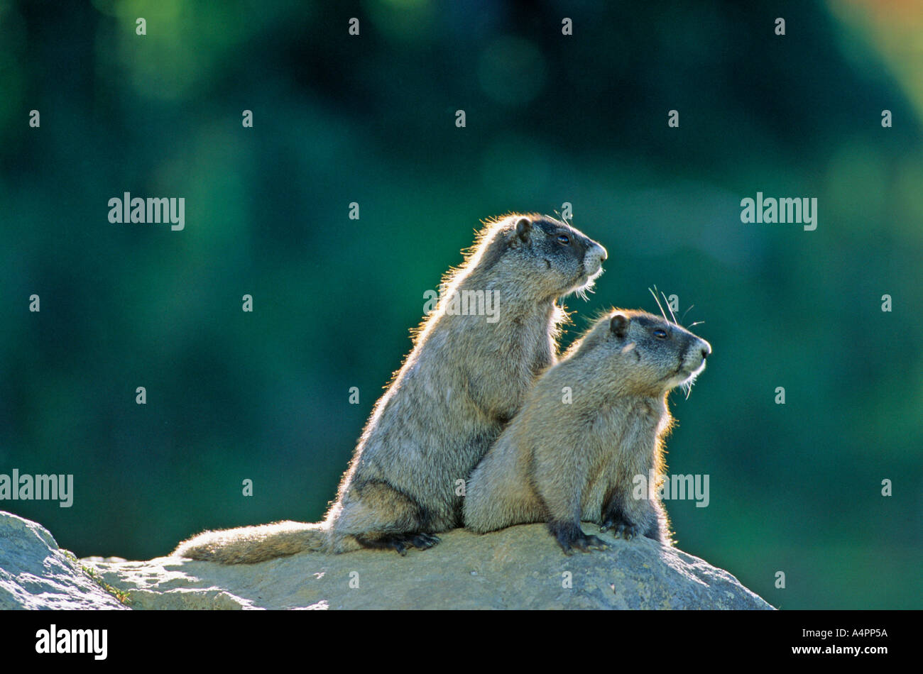 Annoso giovani marmotte seduto sulla roccia a Mt Rainier National Park Washington STATI UNITI D'AMERICA Foto Stock