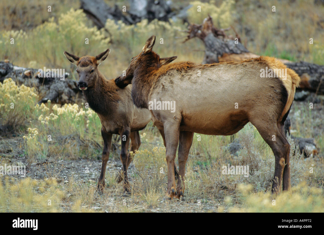 Madre elk toelettatura i giovani vitelli elk nel Parco Nazionale di Yellowstone Wyoming USA Foto Stock