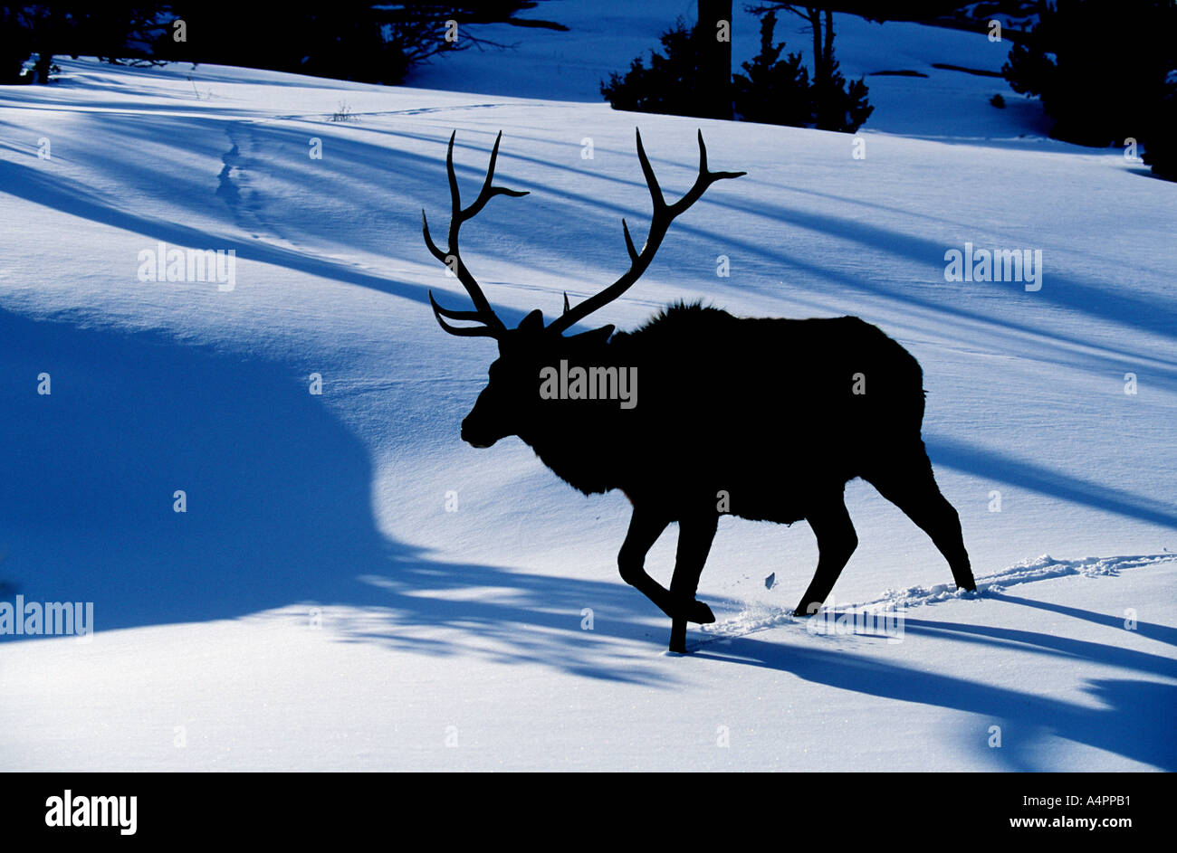 Bull elk stagliano contro la neve invernale nel Parco Nazionale di Yellowstone Wyoming USA Foto Stock