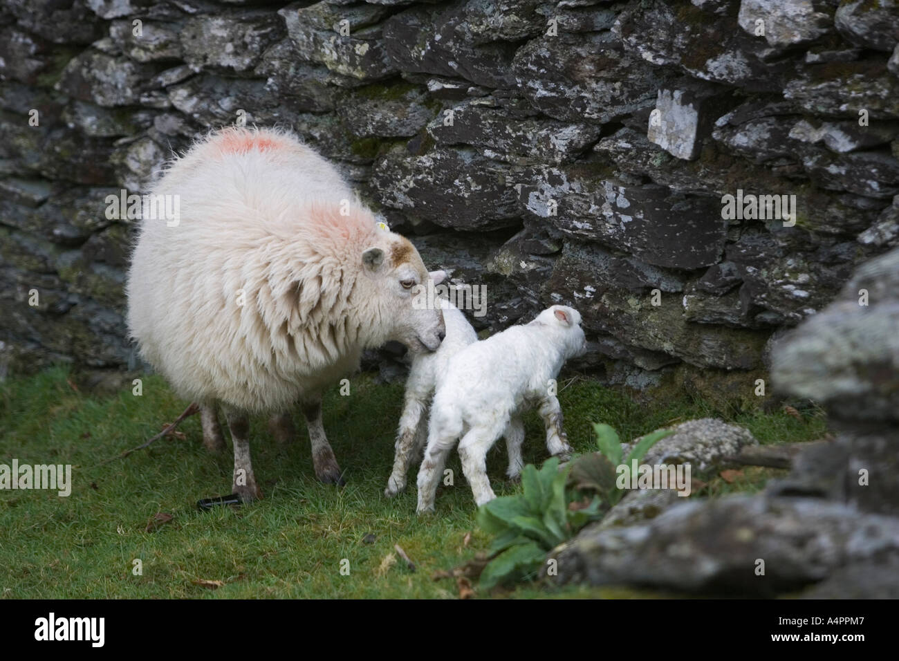 Pecora con due agnelli su un campo Foto Stock
