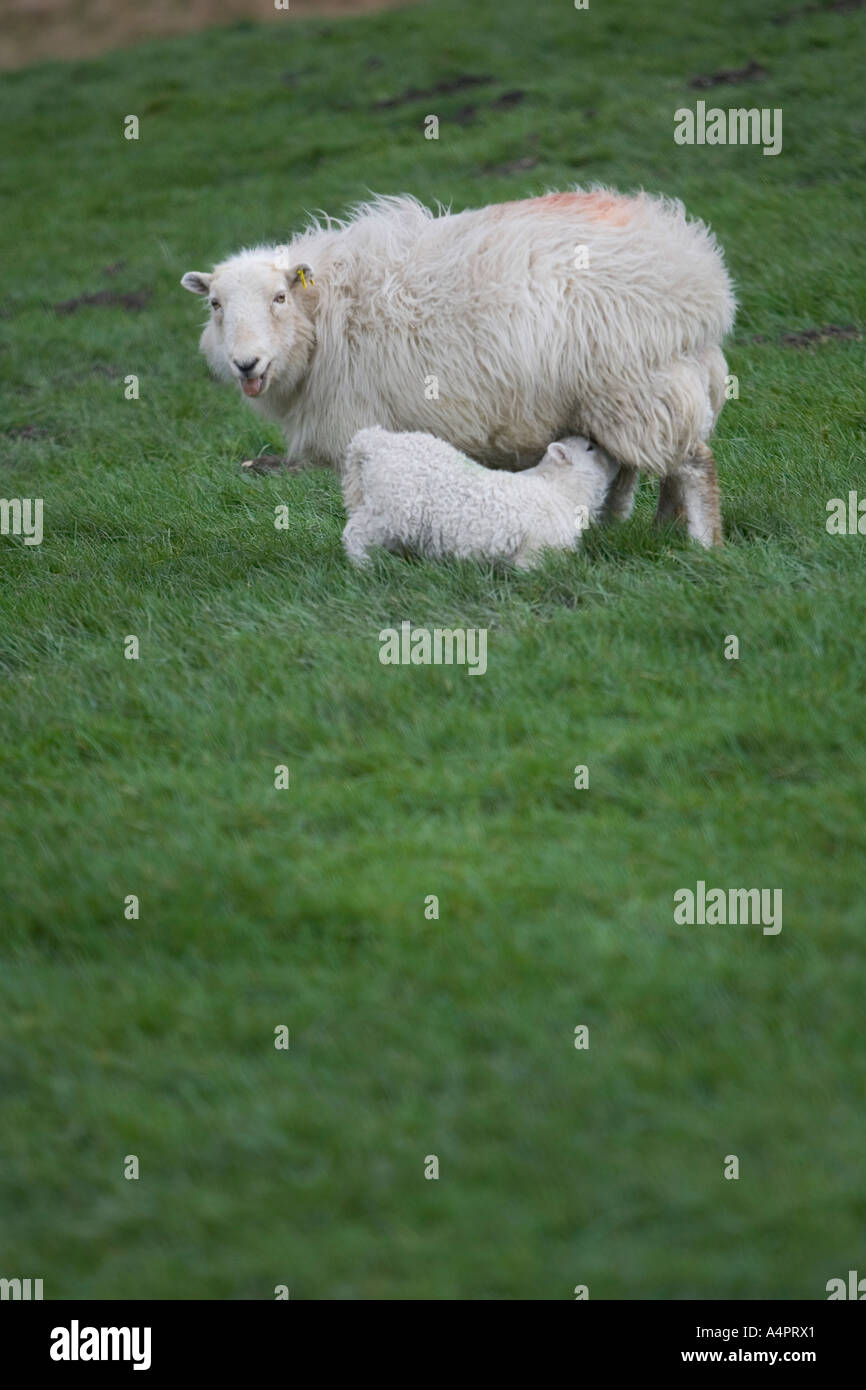 Alimentazione di agnello da una pecora Foto Stock