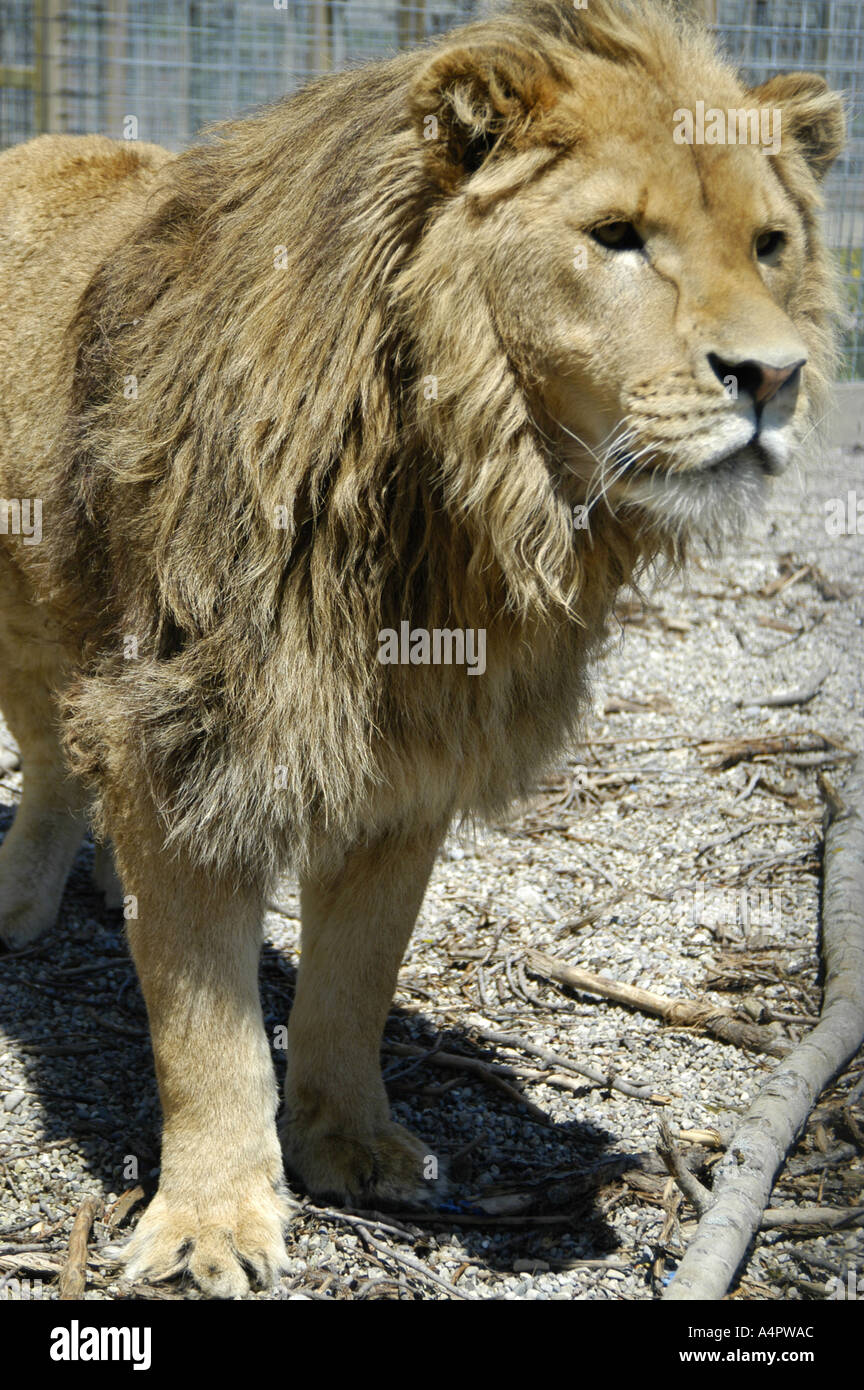 Leone maschio Foto Stock