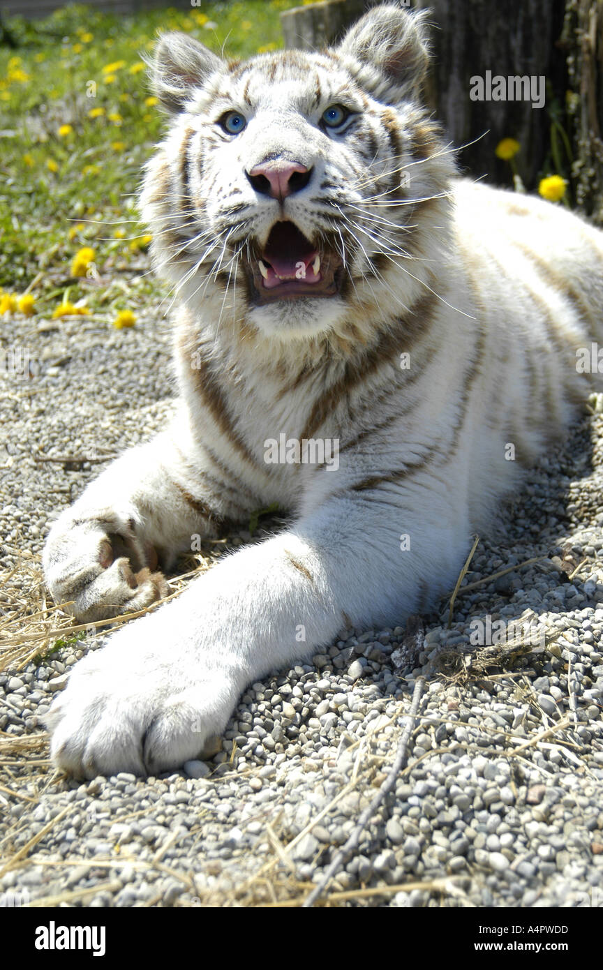 Dagli occhi blu Albino bianco tigre del Bengala di tarassaco Whispering Pines Regno Animale Lexington Michigan STATI UNITI Foto Stock