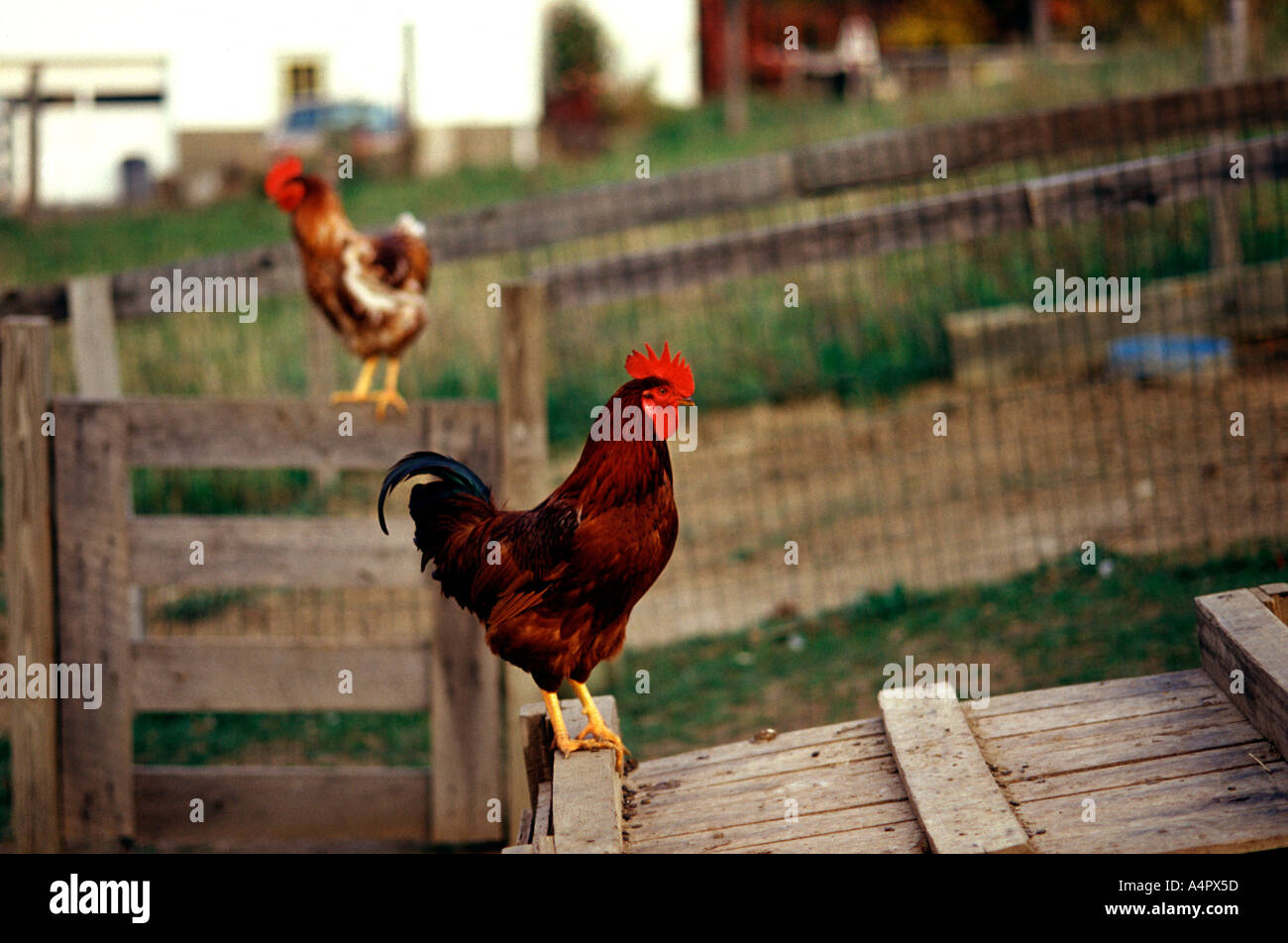 I polli in una fattoria Foto Stock