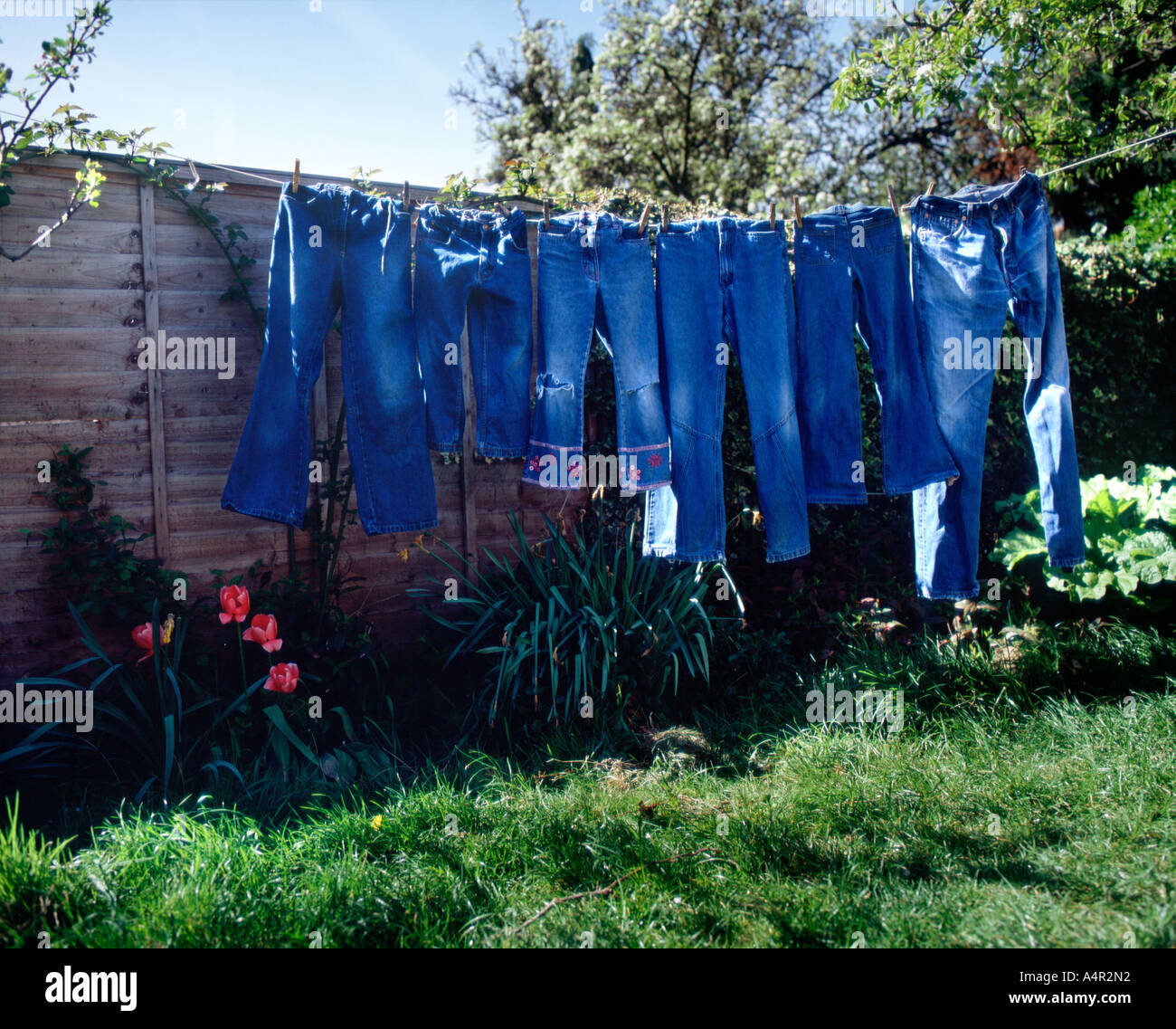 Sei paia di jeans blu appeso sulla linea di lavaggio in giardino Foto Stock