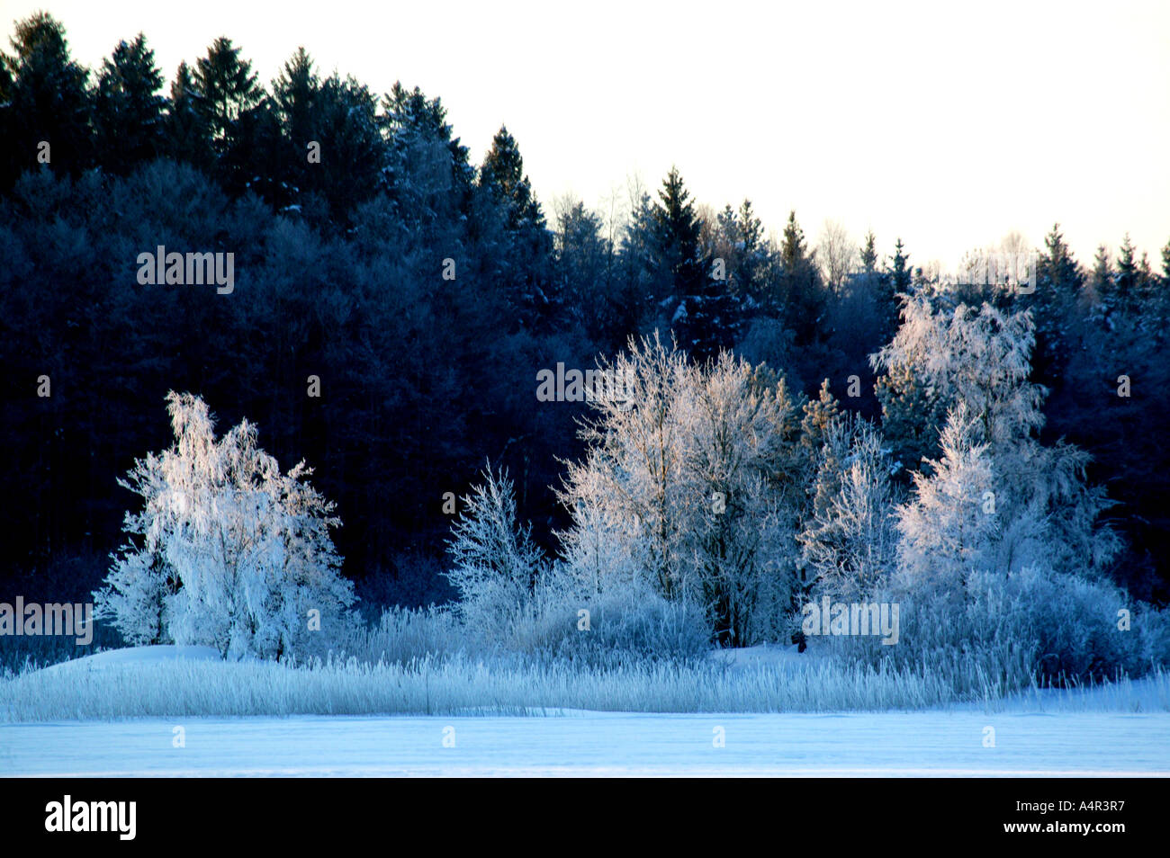 Brina su alberi nel lago Vansjø in Østfold, Norvegia. Vansjø è una parte dell'acqua sistema chiamato Morsavassdraget. Foto Stock