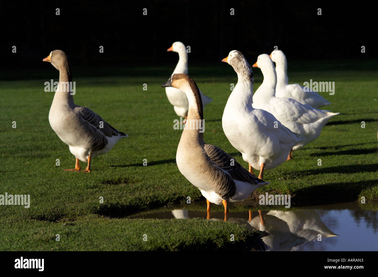 Un branco o Stormo di oche goose a waters edge Golden Acre Park, Leeds, England, Regno Unito Foto Stock