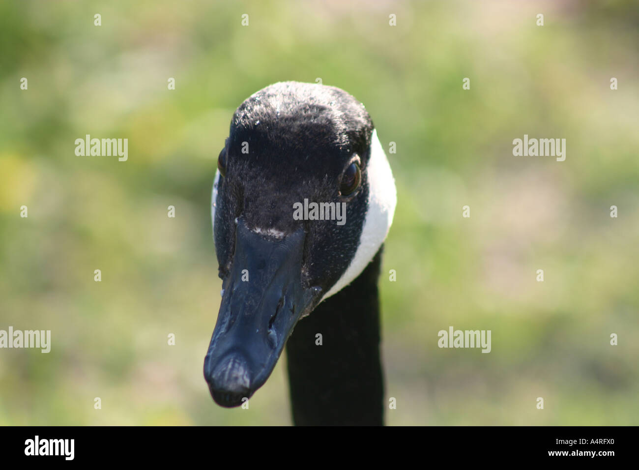 Close-up vista frontale di oca Canadese Foto Stock