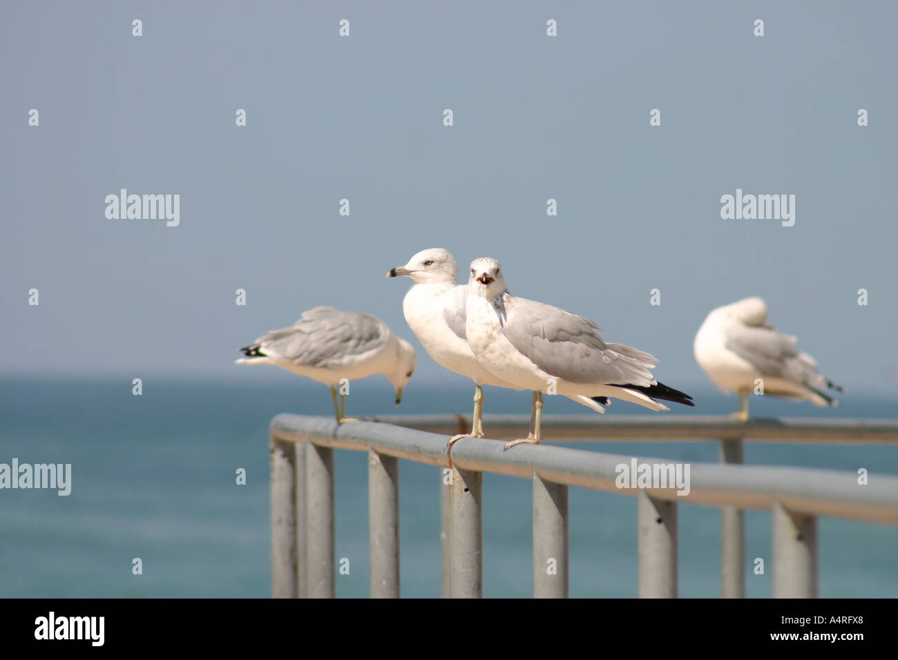 Gabbiani su una recinzione Foto Stock