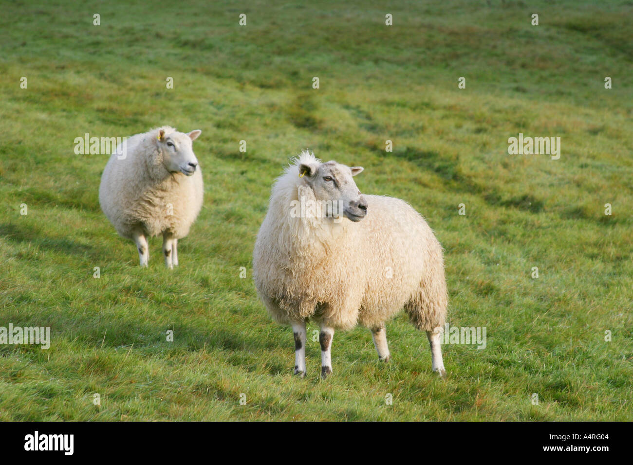 Pecora su una collina fattoria in Yorkshire Dales Foto Stock