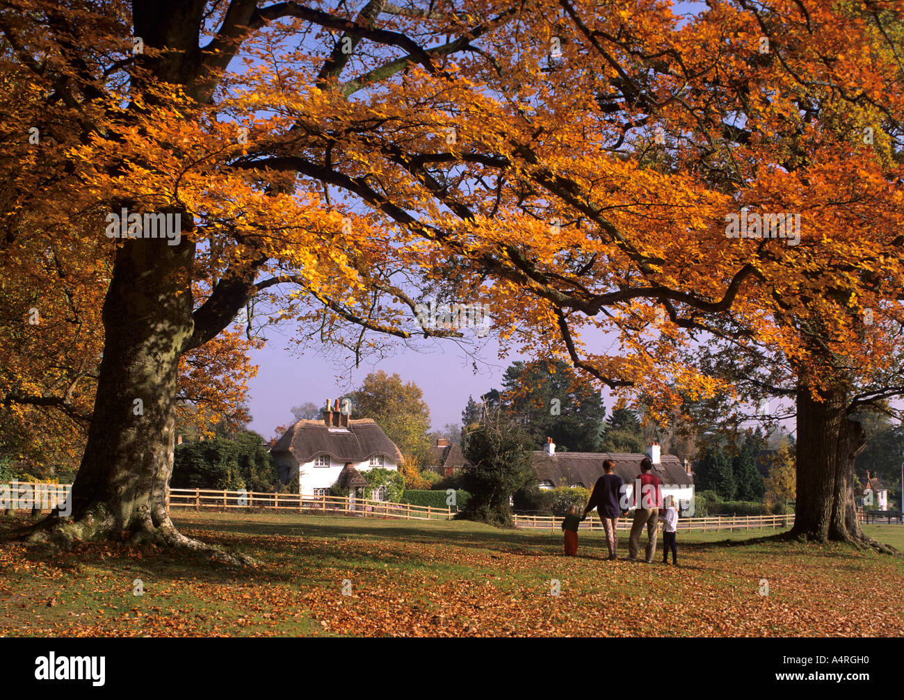 Smeriglio giù , Lyndhurst ,nuova foresta,Hampshire, Inghilterra mostra famiglia Autunm sotto gli alberi. Foto Stock