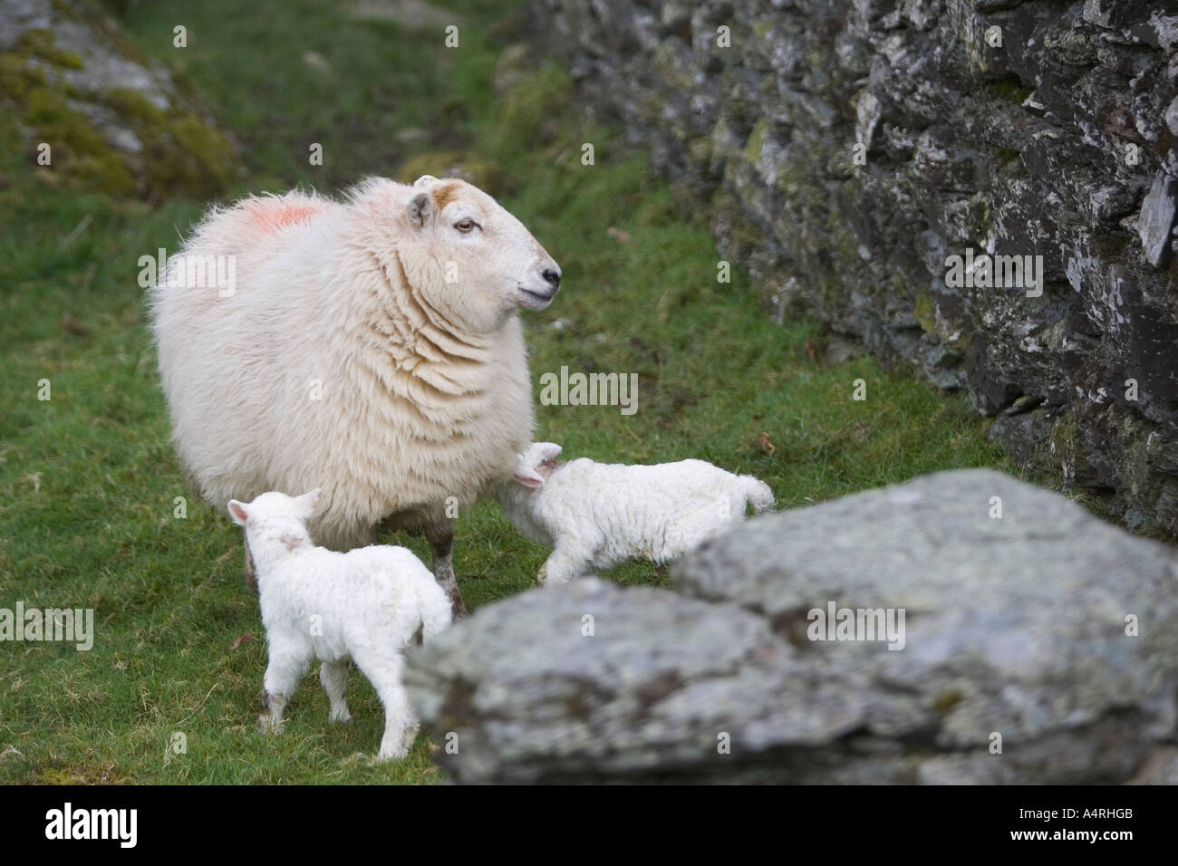 Gli ovini e i due agnello su un campo Foto Stock