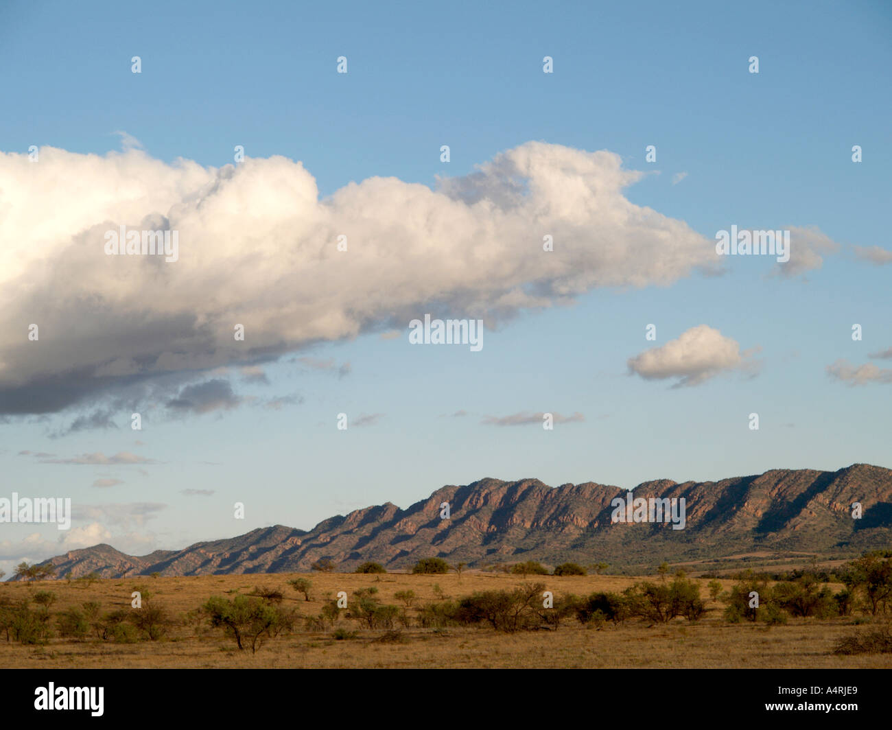 Vista da vicino Rawnsley Park Station vicino a Wilpena Pound Flinders Ranges National Park South Australia Foto Stock