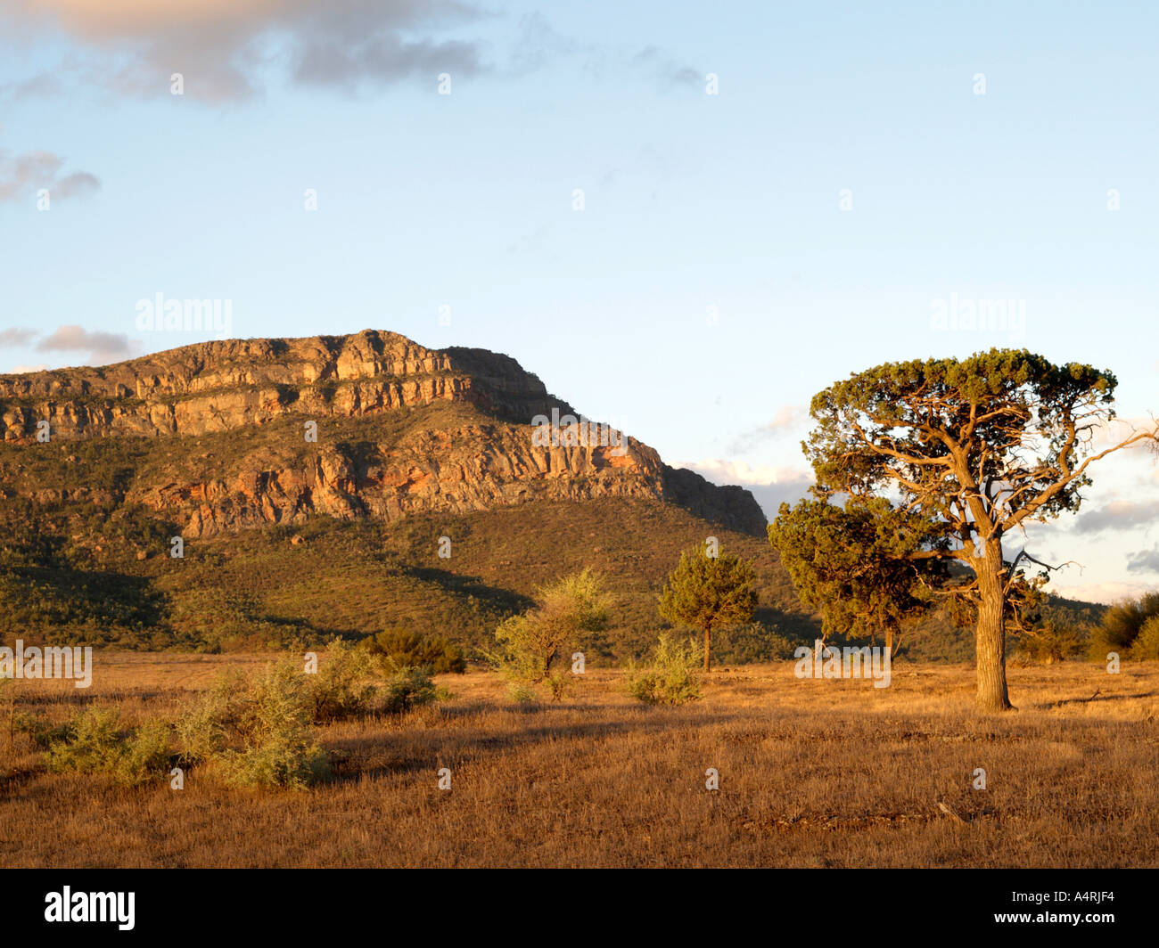 Vista da vicino Rawnsley Park Station di rawnsley bluff vicino a Wilpena Pound Flinders Ranges National Park South Australia Foto Stock