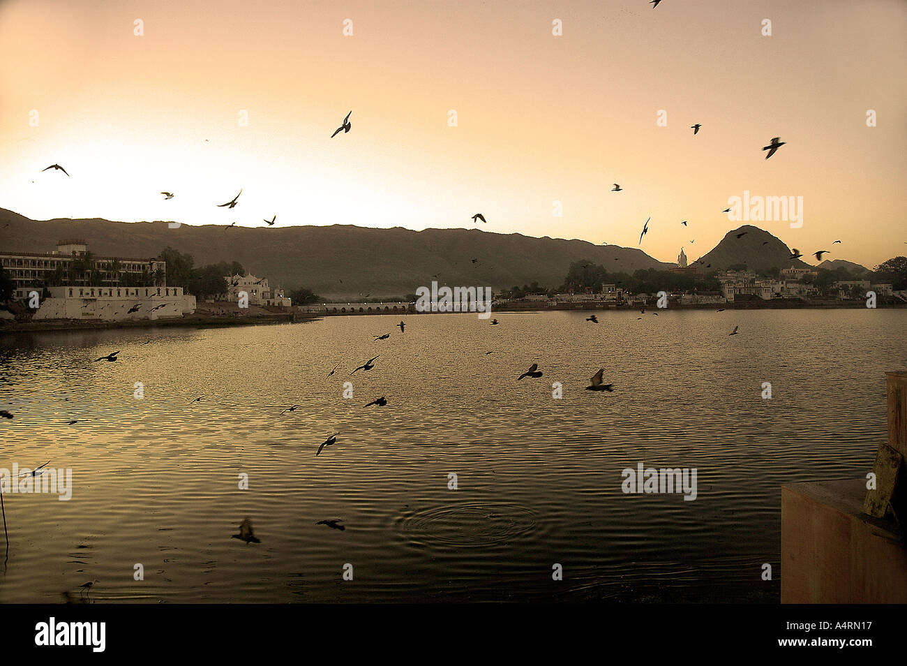 Gli uccelli volare liberamente su un tranquillo lago Pushkar Pushkar Rajasthan in India Foto Stock