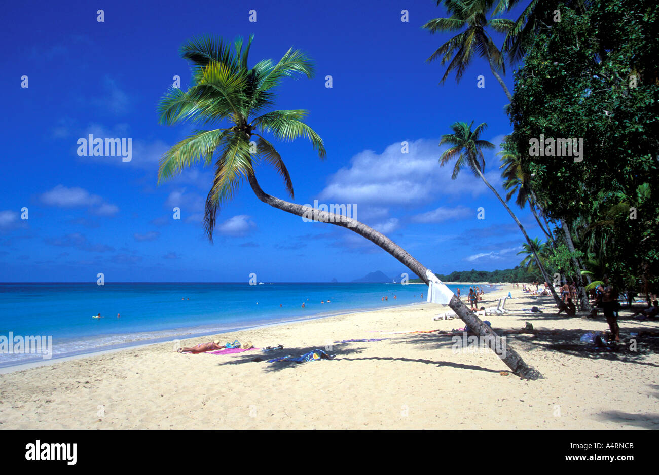 Les Salines Spiaggia Vicino A Sainte Anne Martinica Foto