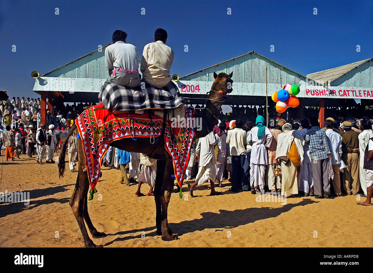 Guardare la gente una performance da seduto su un cammello a Pushkar Fiera del Bestiame Rajasthan in India Foto Stock