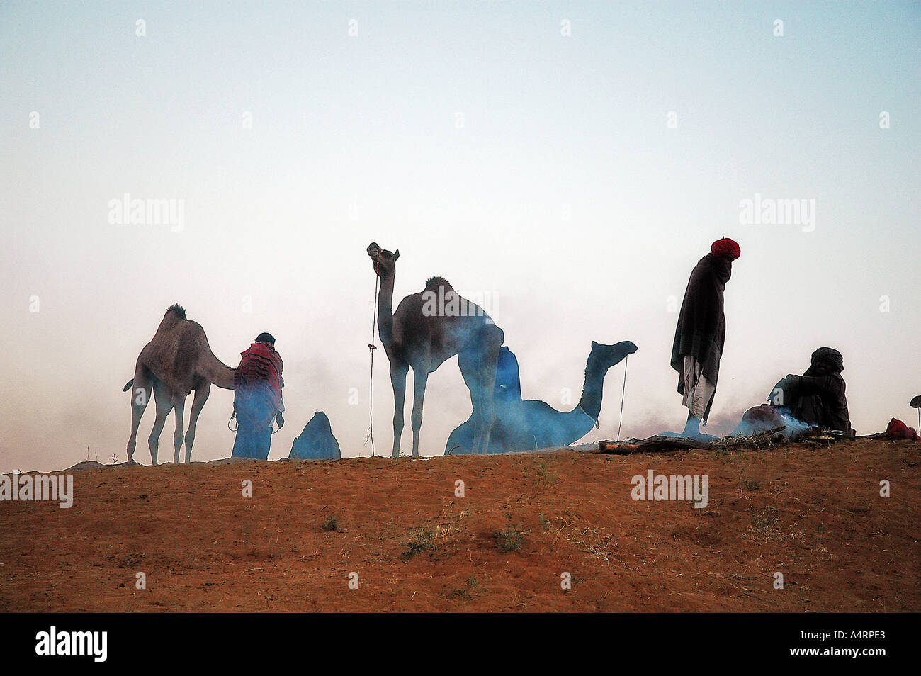 SUB98560 cammelli Pushkar Rajasthan in India Foto Stock