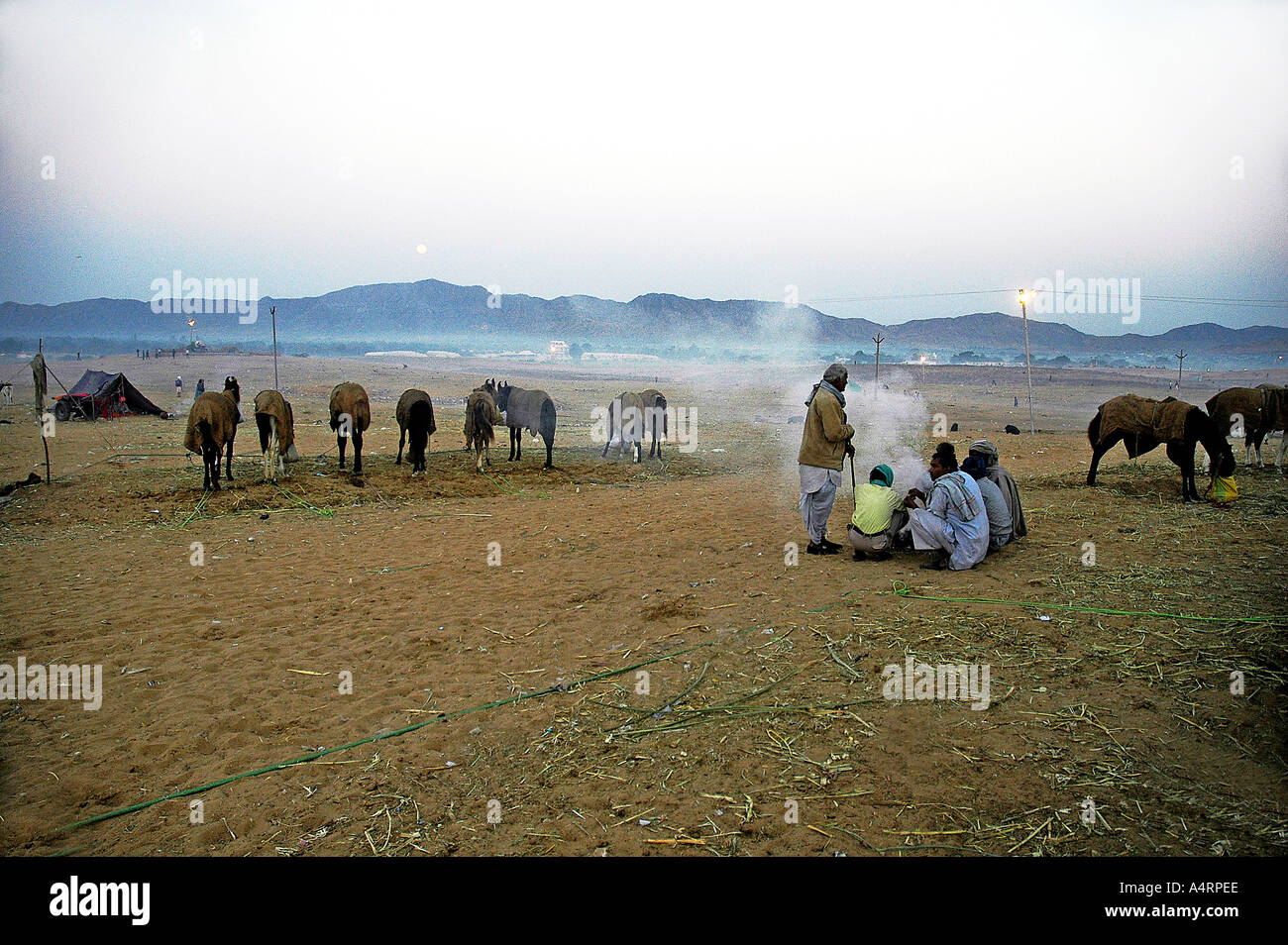 SUB98562 Gruppo di cavalli in vendita Pushkar Rajasthan in India Foto Stock