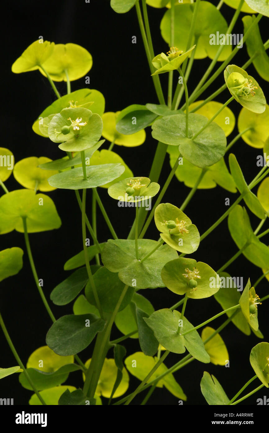 Euphorbia foglie di pianta Foto Stock