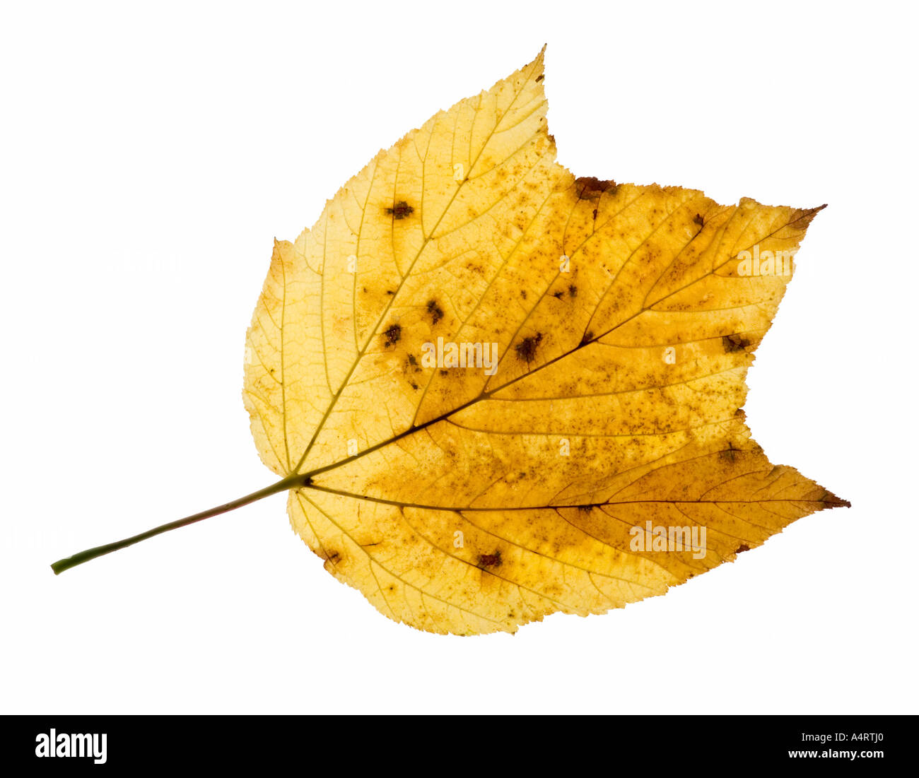 Maple autumn fall leaf Foto Stock