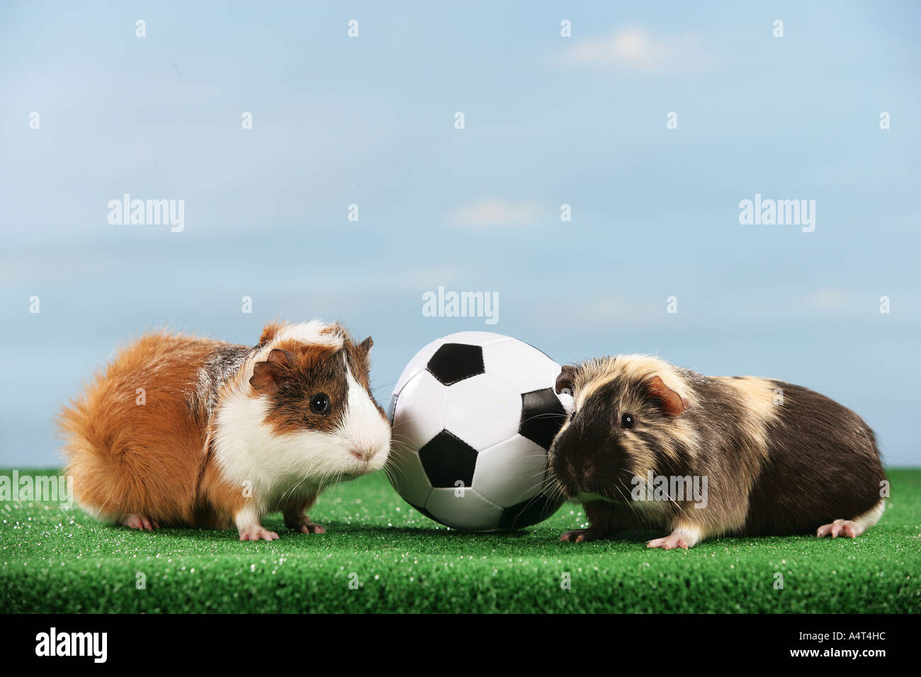 Campionato mondiale di calcio due cavie con sfera Foto Stock